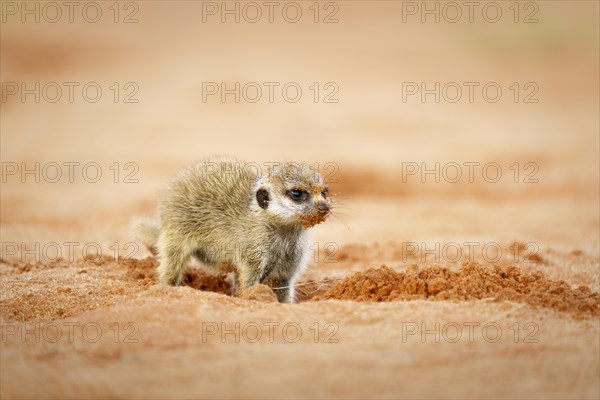 Cute Meerkat