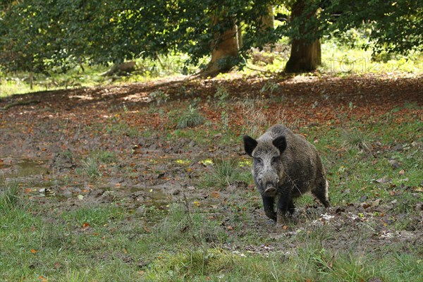 Wild boar