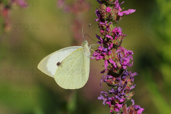 Cabbage butterfly