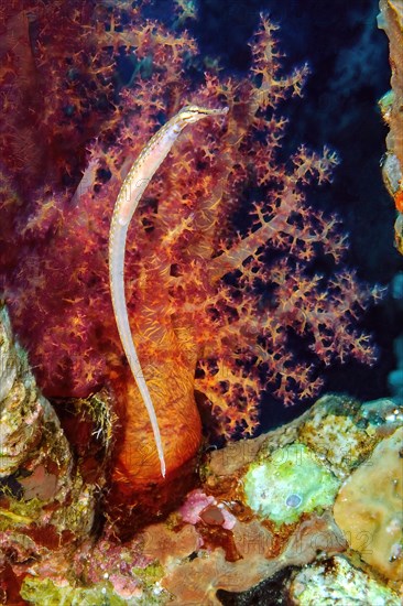 Schultz's pipefish