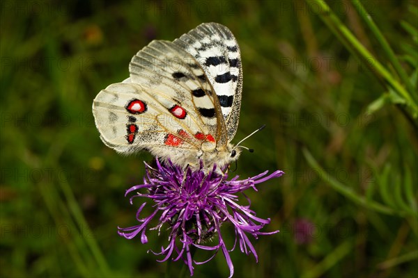 Apollo butterfly with half-open wings sitting on purple flower seen right