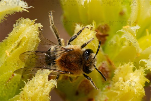 Felt-banded silky bee with closed wings sitting on yellow flower seen right