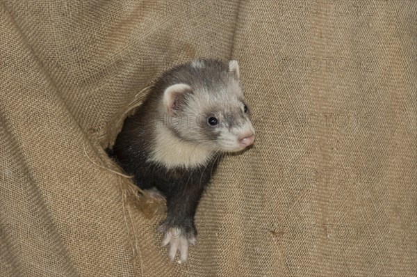 European ferret