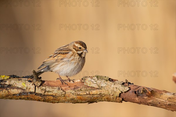 Reed Bunting