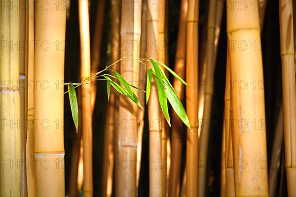 Young bamboo branch