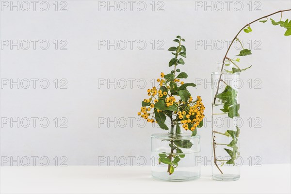 Yellow berry twig ivy glass vase desk against background. Resolution and high quality beautiful photo