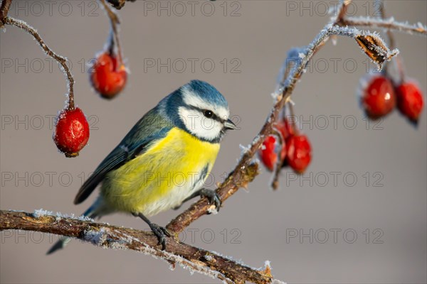 Blue tit