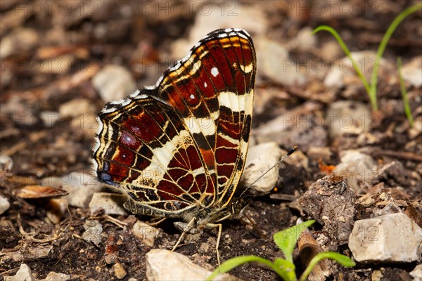 Map butterfly with closed wings sitting on ground right looking