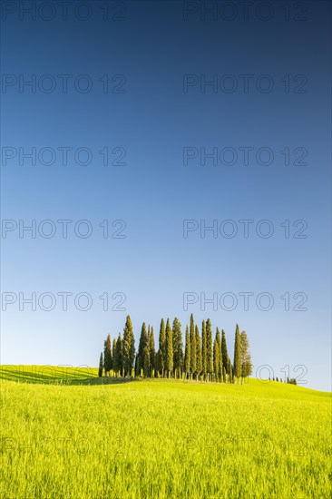 Cipressi di San Quirico dOrcia