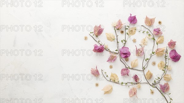 Top view autumn flowers with copy space. Resolution and high quality beautiful photo