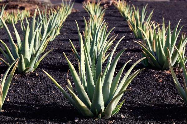 Aloe Vera Plantation at Orzola