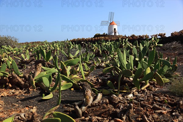 (Opuntia) plantation and gofio mill near Guatiza, Lanzarote, Canary Islands, Spain, Europe