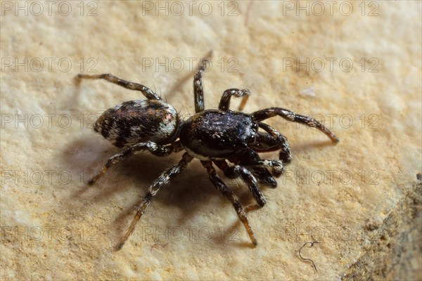 Jumping spider