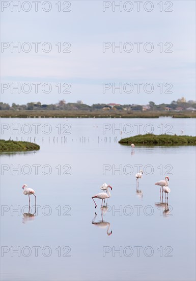 Flamingos