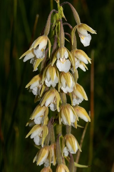 Marsh hellebore Inflorescence with a few open white flowers