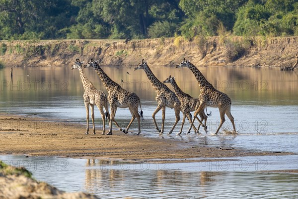 Rhodesian giraffe