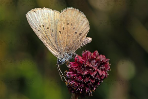 Dark meadow-headed ant-blue butterfly sitting on purple flower seen left