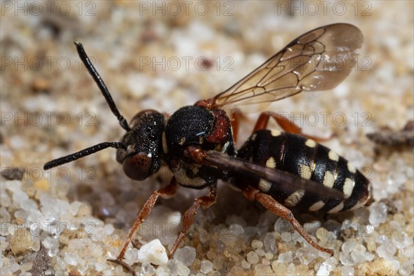 Heath felt bee with open wings sitting on sandy ground looking left