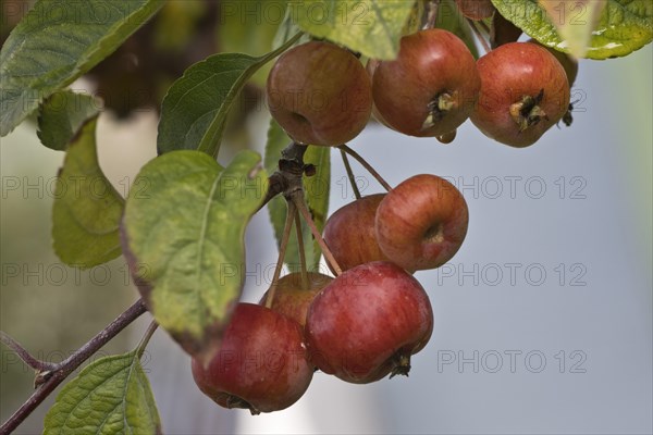 Apple tree