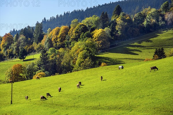 Autumnal forests and meadows and Allgaeu brown cattle near Missen-Willhams