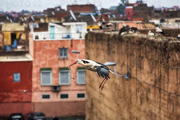 White Stork