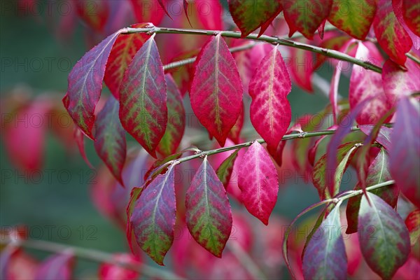 Winged spindle bush ornamental form Compactus