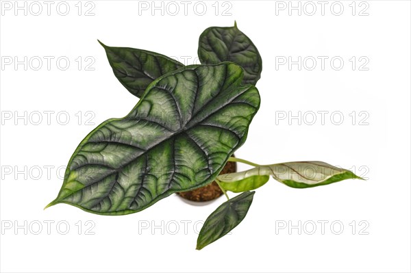 Top view of exotic 'Alocasia Baginda Dragon Scale' houseplant in flower pot isolated on white background