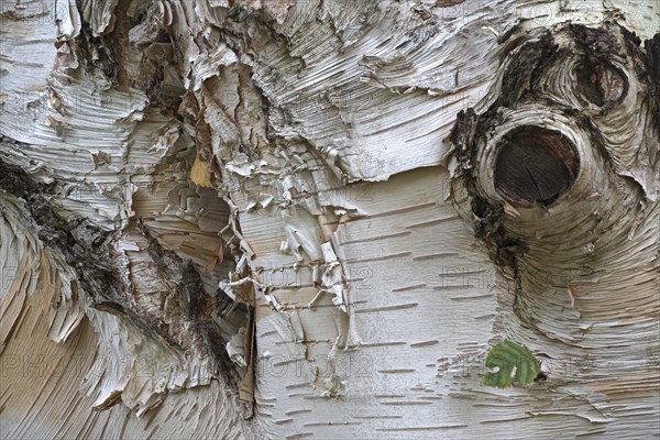 Himalayan birch