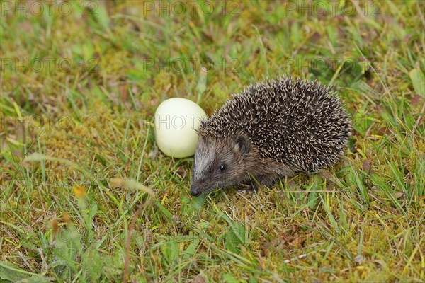 European hedgehog