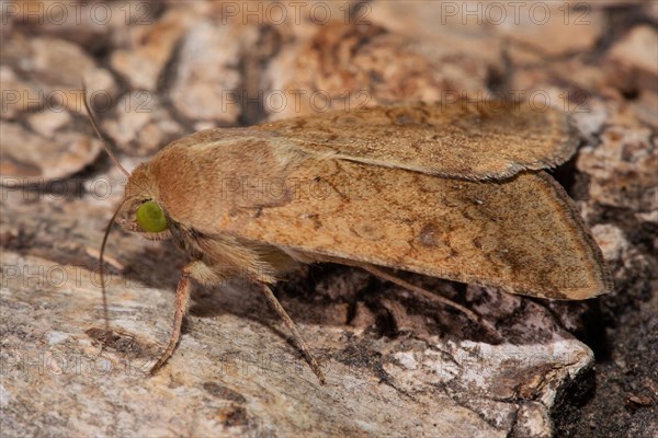 Cotton barn owl butterfly with closed wings sitting on tree trunk looking left