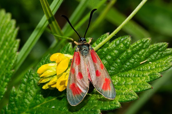 Hatchet butterfly with closed wings sitting on green leaf and yellow flower from behind