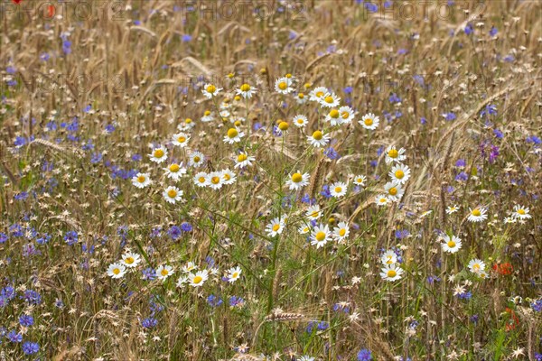Field of blue and white-yellow wild herbs between cereal stalks