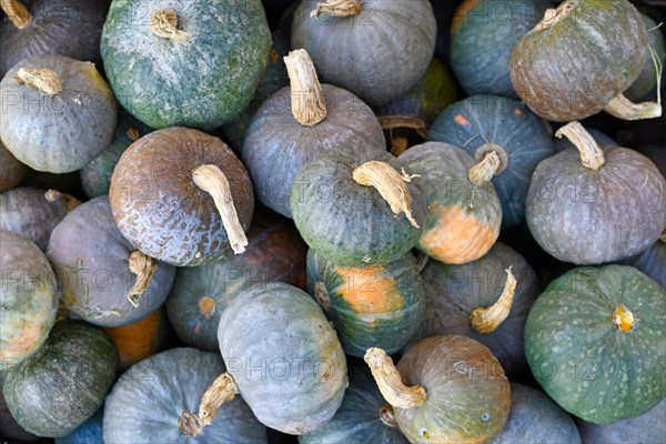 Many dark green Japanese Kabocha squashes