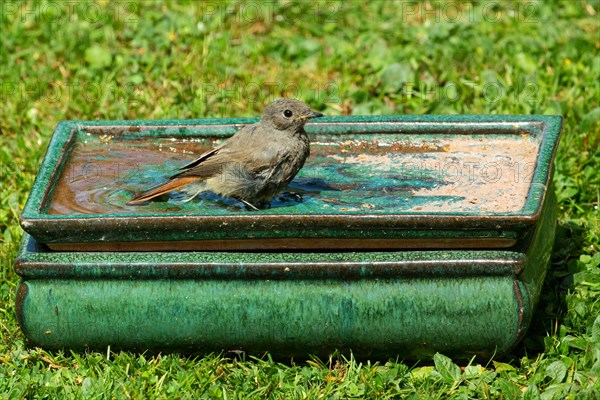 House Redstart standing in table with water in green grass right looking