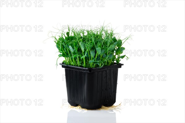 Fresh microgreens. Sprouts of peas isolated on white background