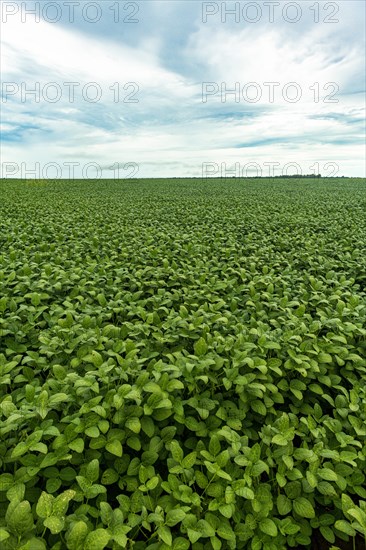 Giant soy fields