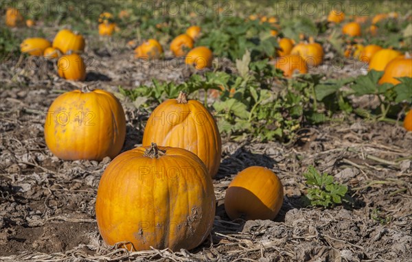 Pumpkin field with ripe pumpkins