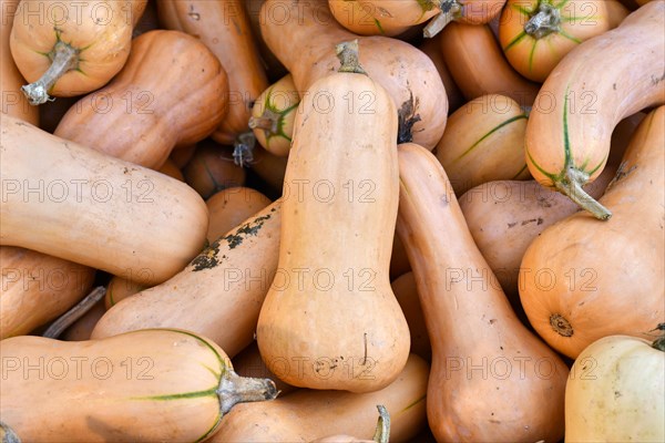 Long Butternut pumpkin in pile