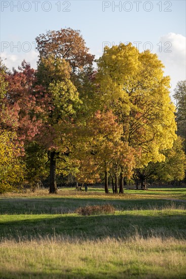 Autumnal deciduous trees