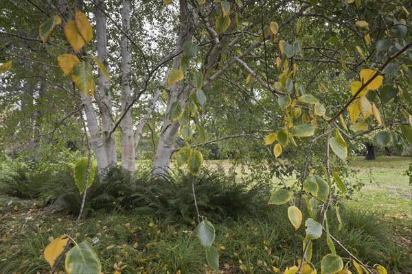 Himalayan birch