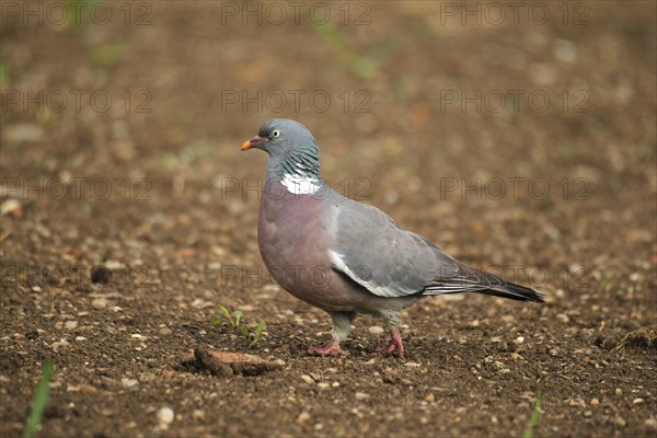 Common wood pigeon