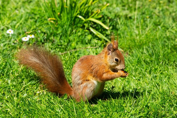 Squirrel holding nut in hands standing in green grass looking right