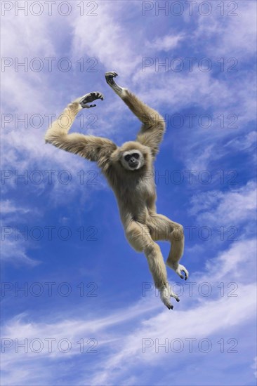 Jumping lar gibbon or white-handed gibbon