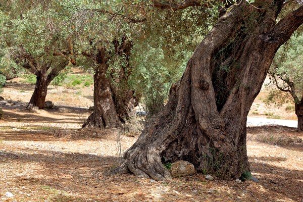 Old olive trees