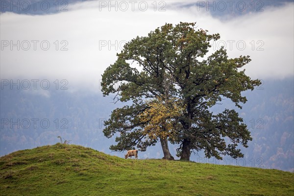 Group of trees with cattle in front of fog