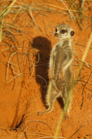 Meerkat