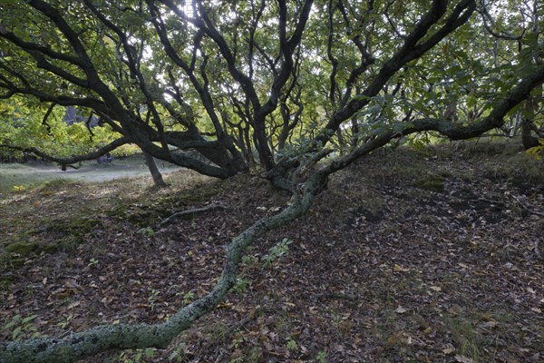 English oak