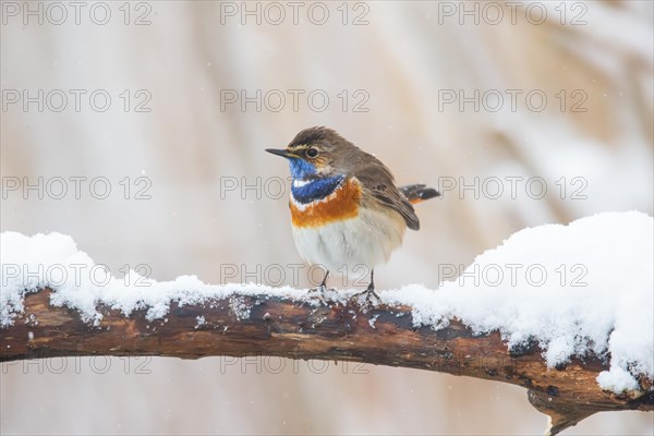 White-spotted bluethroat