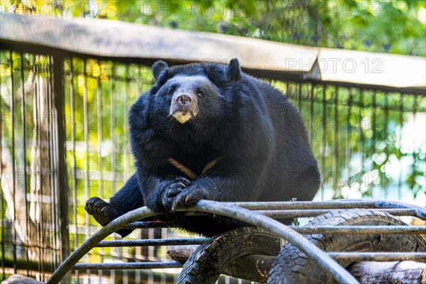 Black bear