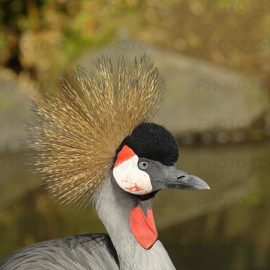 Black crowned crane